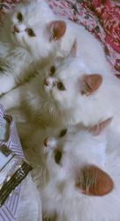 3 Kitten for sale