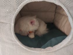 Snow white Persian for sale