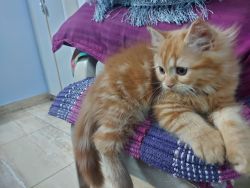 Persian male ginger colour kitten