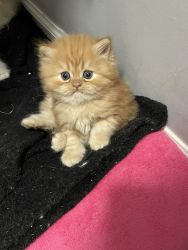 Gorgeous red Persian kittens