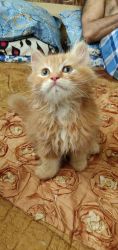 Ginger model persian kitten for sale 65days old