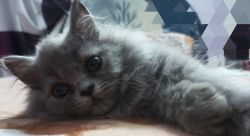 4 month Persian female kittens