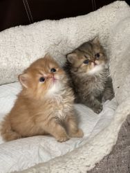 CFA Adorable Golden Persian kittens