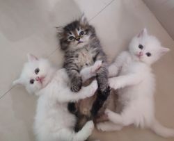 56 days old male persian kitten(grey) available for sale in bangalore