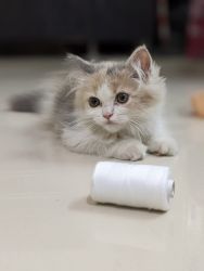 Persian Calico Kitten for Sale in Thane West