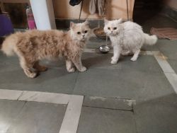 I want to sell my persian cats pair