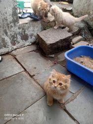 Four Persian cats for sale 2 Month puppy cat's