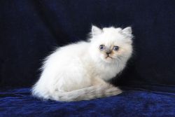 Persian Kittens available now