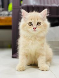 Well trained 8 month old Persian cat for sale