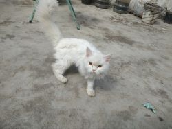 Persian cat female white color