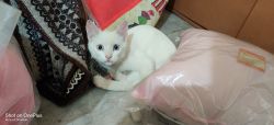 PERSIAN WHITE CAT FOR SOLD