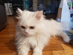 Persian White Cat to good home