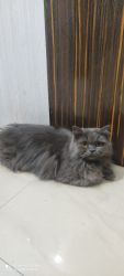 Persian cat 1.5 year old