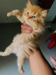 Persian kitten 2months