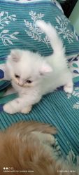 Persian kitten Long hair