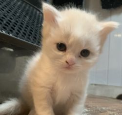 6week old Persian kitten