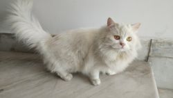 I am having white persion healthy cat and Wat to sell it.
