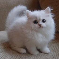 Lily Persian Kitten