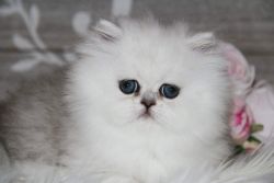 Silver shaded persian kittens