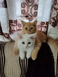 2 Vaccinated Persian Kittens