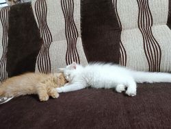 Two Persians Male+Female fully vaccinated 4 months old to be sold