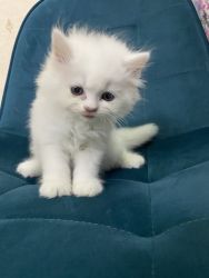 Pure white healthy persian kittens