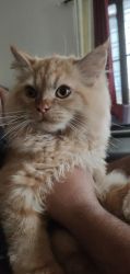 Ginger Persian Cat (1 year and 2 months old) for sale