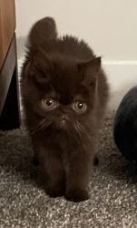 Exotic Chocolate Shorthaired Persian Kitten