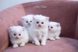 Persina Angora cat & kitten Original Breed