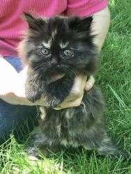 Purebred doll face persian kittens