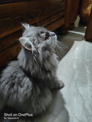 Need a Persian cat that looks lovely and playfull
