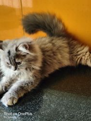 Persian cat 3months old is ready for sell