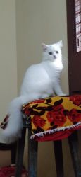 Persian kitten female 6 months