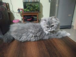 Persian cat 3 months Female