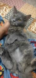 Gray persian cat
