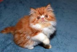Red and White Persian