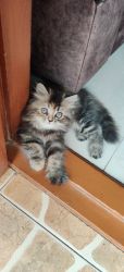 2months old female kitten persian