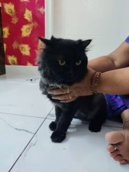 Male Persian cat 2year old