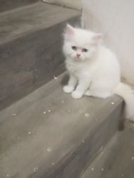 Percian female kitten