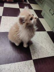 Persian kitten 2 month old