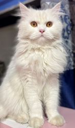 Pure white Persian kitten