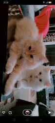 2 Persian cats male and female