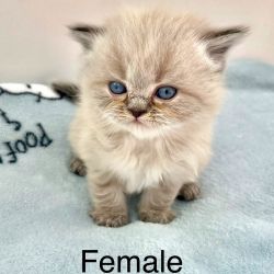 CFA Persian Kittens