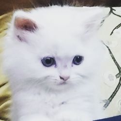 Kitten persian