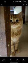 Brown Persian cat