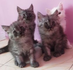 Original Doll Face Persian Kittens Available For Sale