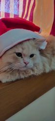 1 year old male Persian cat for sale