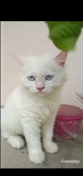 Persian kitten white blue eyes