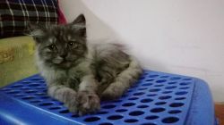 Taby Grey male persian kitten