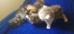 breed kittens for sale